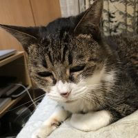 ポンキチ7 会員画像
