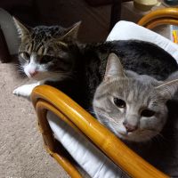たすくろねこ 会員画像