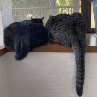 会員画像