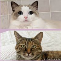 ミニサチ 会員画像