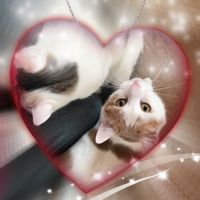 みみにゃにゃ 会員画像