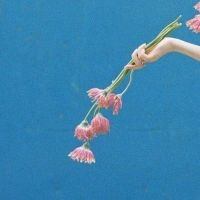 あーちゃん、 会員画像