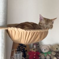 MistralRafale 会員画像