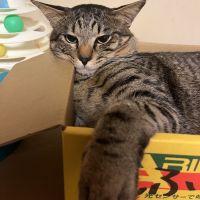 キムチ猫 会員画像