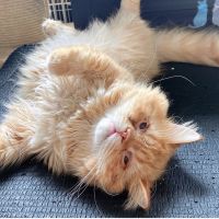 保護犬猫情報発信センターラフスペース 会員画像