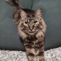 かにぽこ 会員画像