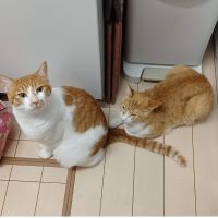 ルルのパパ 会員画像