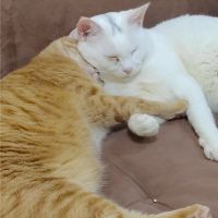 ふーちゃん(o゚▽゚) 会員画像