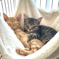 shuchicchi 会員画像