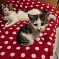 ゆもねこ 会員画像