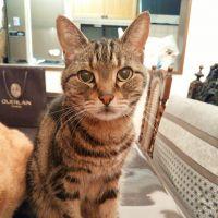 クッキー&ミルクまま 会員画像