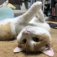烏龍茶々さん