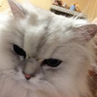 ながゆ 会員画像