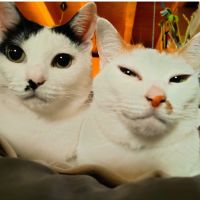 あんころりん28さん