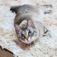 もちょんこちゃんさん