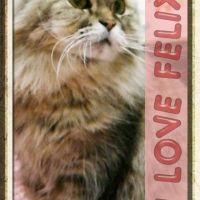 えりねこ 会員画像