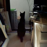 wool_ball 会員画像