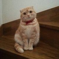 ちゃちゃまるくん 会員画像