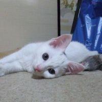 シロヌコ 会員画像