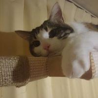 ぽこももも 会員画像