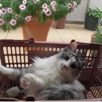 すみれのパパ 会員画像