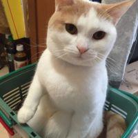 リナキヨ 会員画像