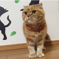 もんたろぉう 会員画像