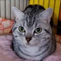 ネコホワイト 会員画像