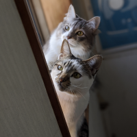 かほママ 会員画像