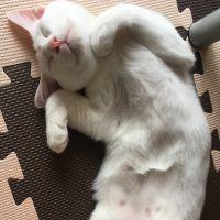 ハルはる 会員画像