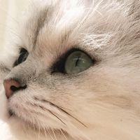 ねねこさん 会員画像