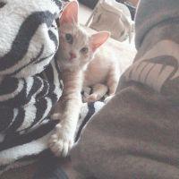 にゃんたろう。 会員画像