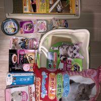 ちょびとん 会員画像