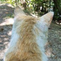 ねここにゃ 会員画像