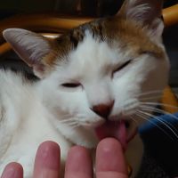 ブチャット 会員画像