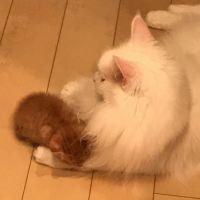 会員画像