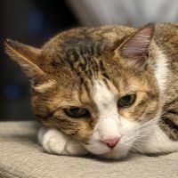 とら吉君さん