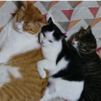 ちーぼーねこ 会員画像