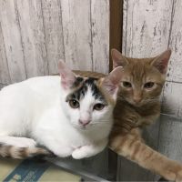 ぽんずとどんぐり 会員画像