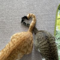 或ちゃん 会員画像