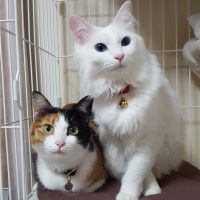かどめ 会員画像