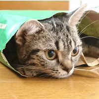 ニャルッポラ 会員画像