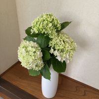 ミィスズ 会員画像