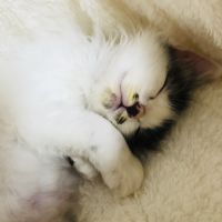 ハムすけまるさん