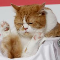 ふーたろー 会員画像