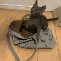 ファブル 会員画像