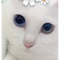 愛音24 会員画像