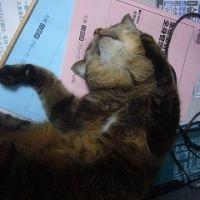 キューブたろう 会員画像