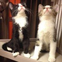ぐしこ 会員画像