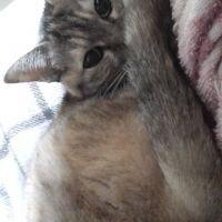 ねもたん 会員画像